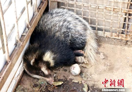 猪獾被困 居民解救后移交森林公安放归自然