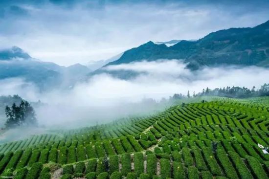 "茶圣"陆羽的《茶经》将宜昌列为八大茶区之一,称"山南"茶区,而且茶叶