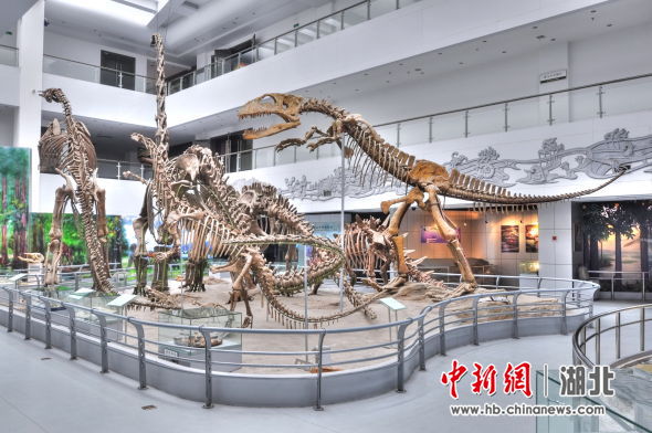 地大逸夫博物馆的恐龙展区 张凡 摄
