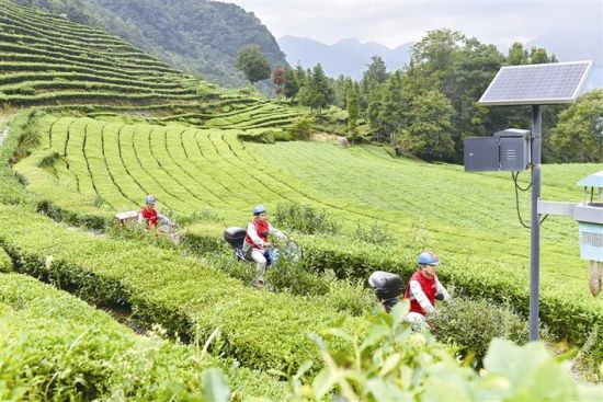 柴改电工程，助力五峰茶产业提档升级
