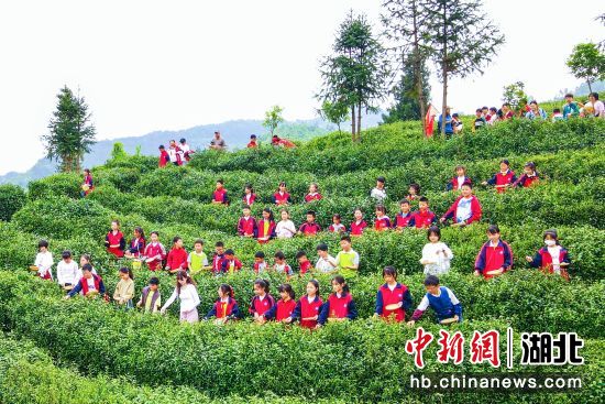 学生们在谷城县五山镇玉皇剑茶博园开展研学活动。(资料图) 学生们在谷城县五山镇玉皇剑茶博园开展研学活动。(资料图)