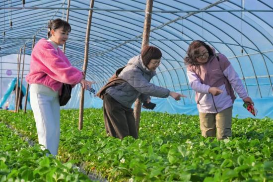 团长们实地察看草莓长势。 团长们实地察看草莓长势。
