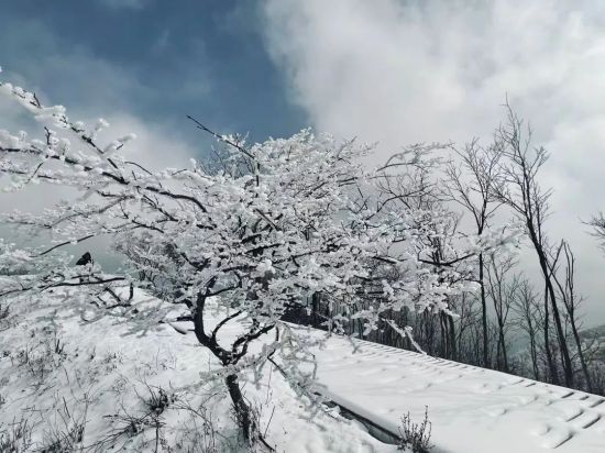 ľ��ɽ�����һ��ѩ������֦�Ͻ�����衣ͨѶԱ�ɺ� ��