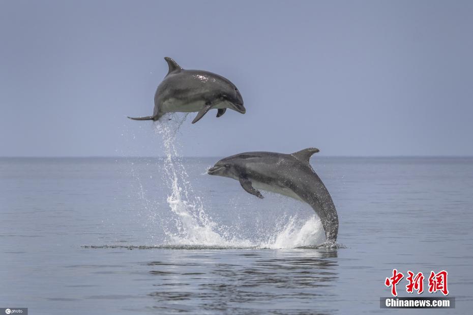 英国宽吻海豚跃出水面秀惊人弹跳力 空中腾跃姿态万千