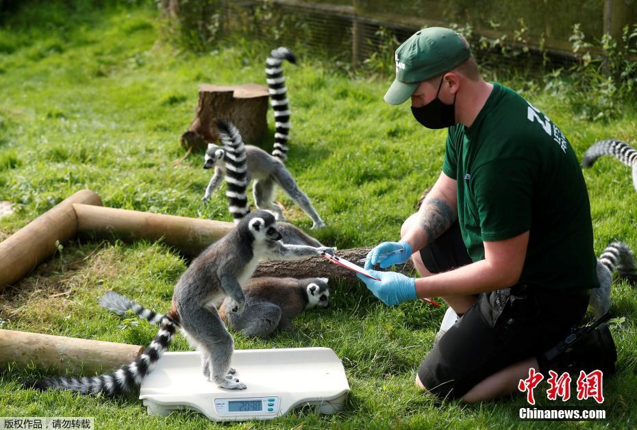 英国最大动物园举行年度称重活动 小动物逐个上秤