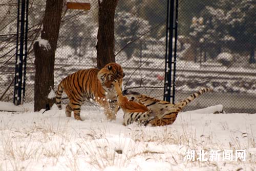 出生寒地不怕冷