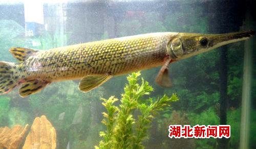 雀鳝雀鳝天敌