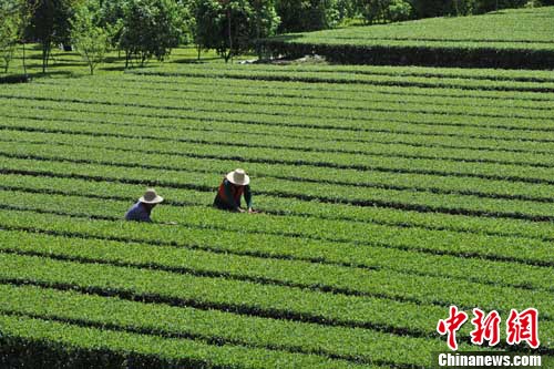 收入证明_农民的收入来源(2)