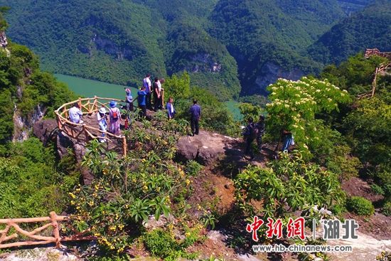 宜昌乡村"以枇杷为媒"助推农旅融合