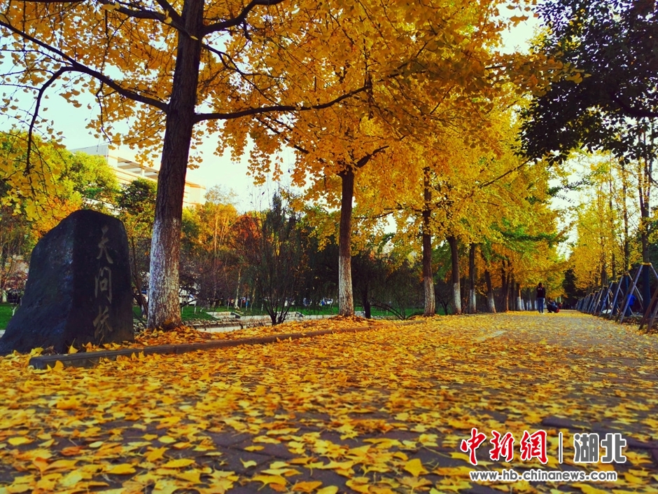 湖北宜昌:"黄金大道"灿如霞