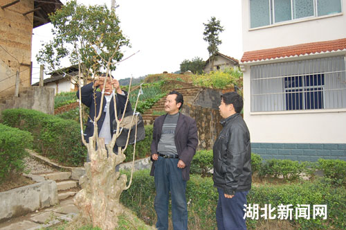 政府利用党校,成人技校和农民夜校培养了一大批嫁接果树,炒制茶叶的图片