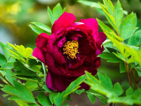 珠光墨润,高贵中透着温润