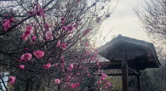 ������÷��ʢ�š�