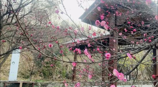 ������÷��ʢ�š�