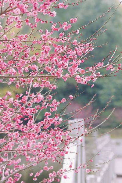 ������÷��ʢ�š�