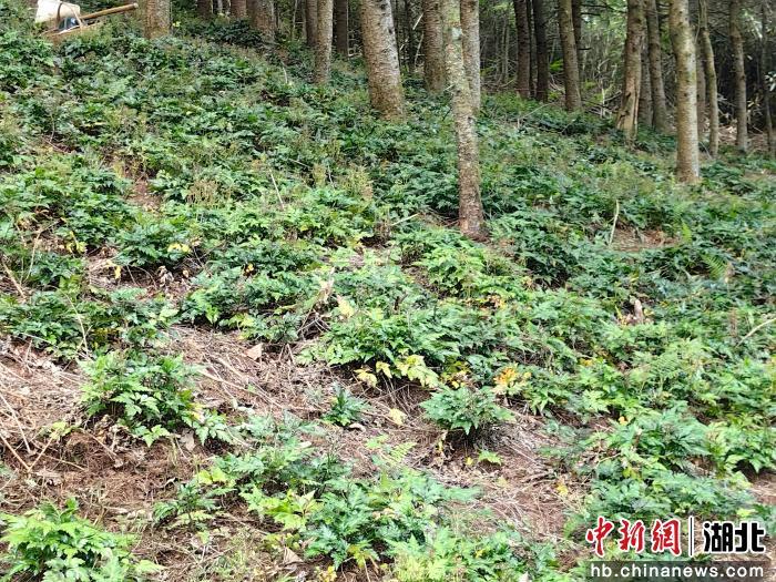 “林痴”冯骏：一把种子，两代传奇，三重新业