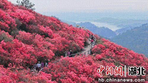 哪里盛产杜鹃花最多