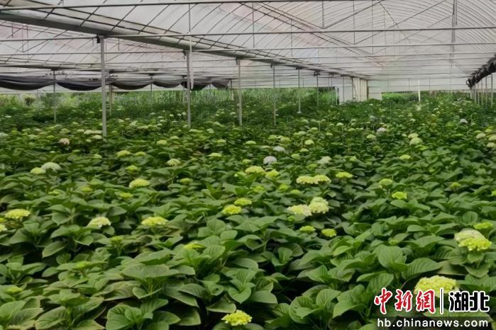 湖北利川：科技兴花，高山“美丽经济”香海外